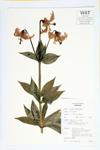Turk's-cap Lily specimen